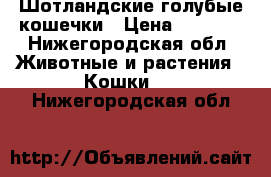 Шотландские голубые кошечки › Цена ­ 3 000 - Нижегородская обл. Животные и растения » Кошки   . Нижегородская обл.